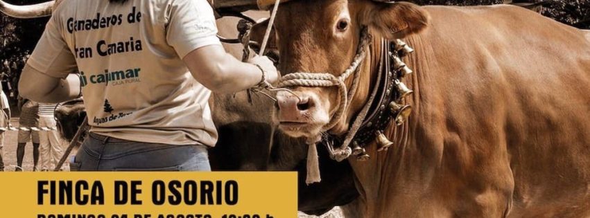 20_cartel_Feria-Ganado-ElPino25