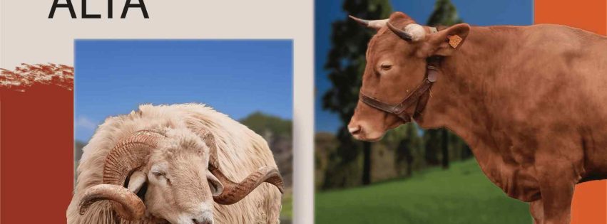 CARTEL FERIA GANADO SAN JOSÉ 2025