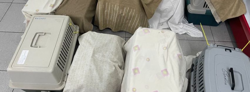 Campaña de control de colonias felinas