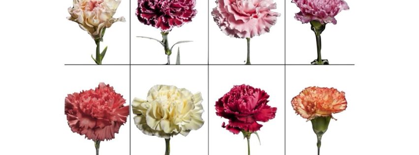 Cartel XIII CERTAMEN INTERNACIONAL DE ZARZUELA DE VALLESECO 1