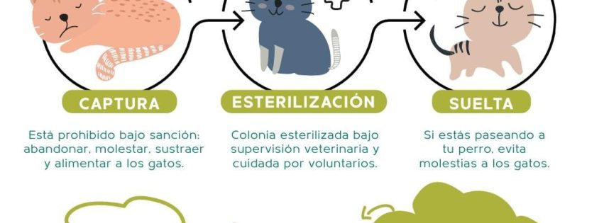 Cartel colonias felinas