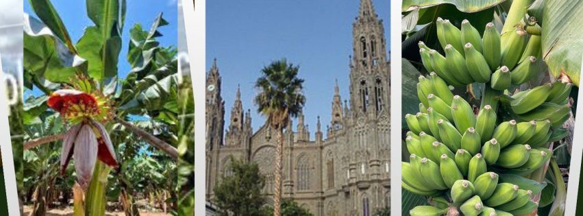 Cartel de excursión al Museo del Plátano