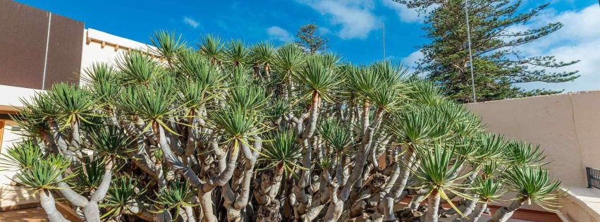 Drago de las Casas Consistoriales y, al fondo, una de las Araucarias de la Plaza de Santiago