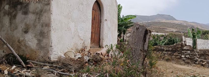 Drago talado junto a la ermita de San Marcos