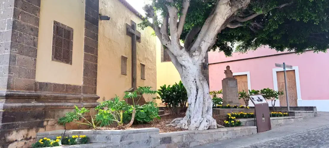 El Robo De Plantas Ornamentales Se Está Realizando En Todas Las Zonas Recién Plantadas