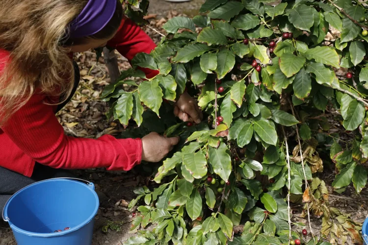 Foto De Cafetero En La Morreta