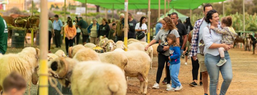 FOTO FERIA DE GANADO SANTIAGO GÁLDAR 13072025 1