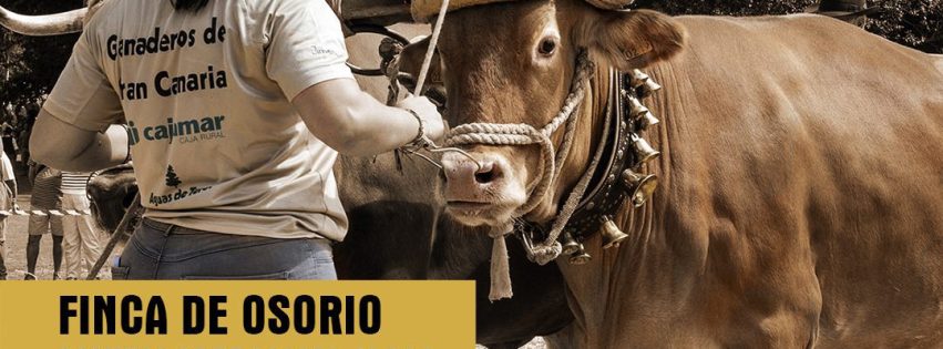 Feria de Ganado teror 2025