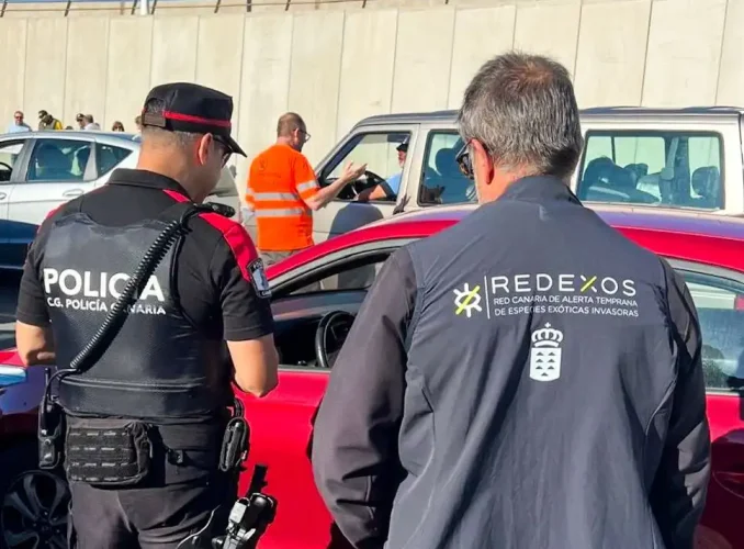 La Policía Autonómica Realiza Inspecciones Para Frenar La Expansión De La Culebra Real De California En Gran Canaria