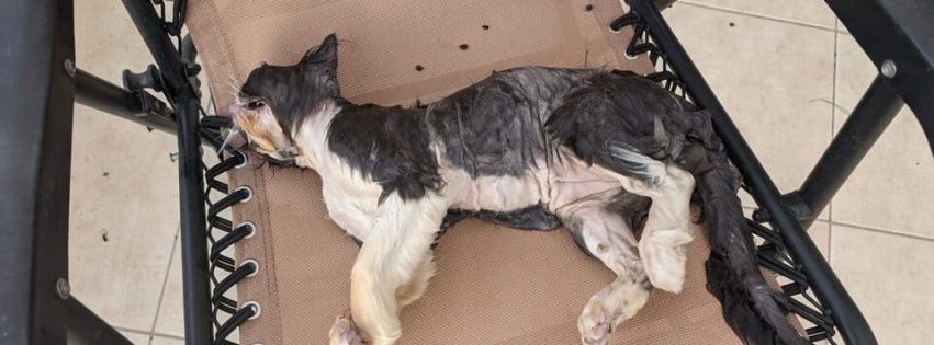 Maltrato animal haria