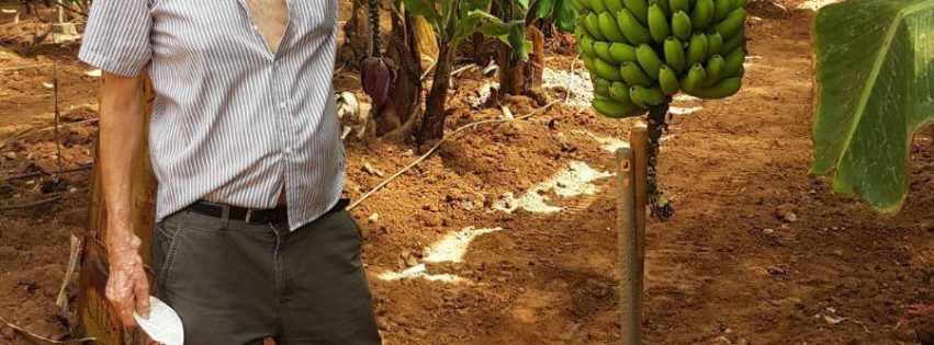 Manuel Jiménez Sánchez en su finca de plataneras