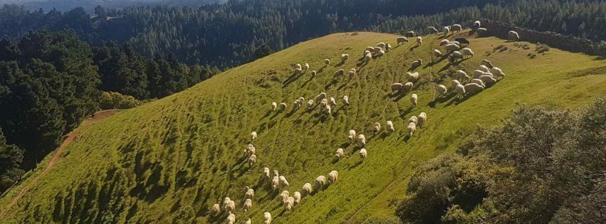 Monte Pavón en los Altos de Guía de Gran Canaria 1