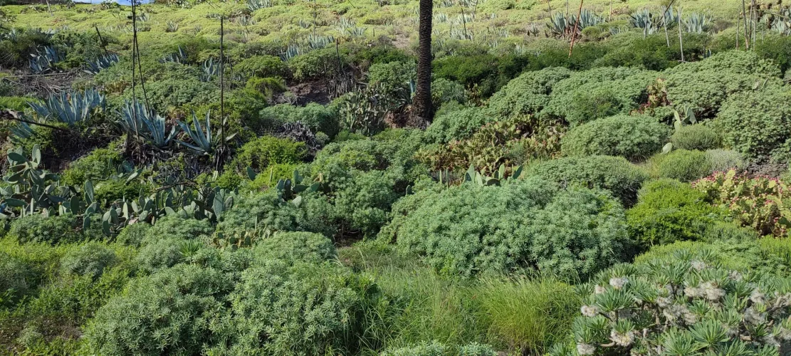 Np Abierta La Convocatoria Para Presentar Terrenos Agrícolas Para Recuperación Paisajística