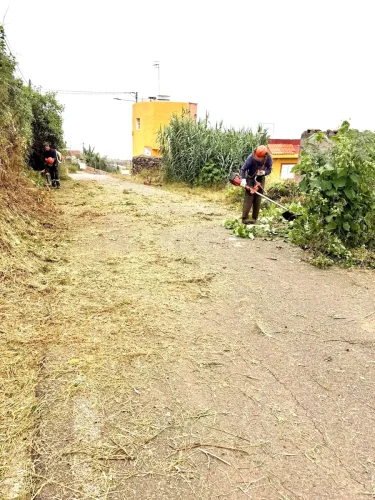 Numerosas Vías Han Sufrido Un Importante Incremento De La Maleza En Sus Márgenes Este Invierno
