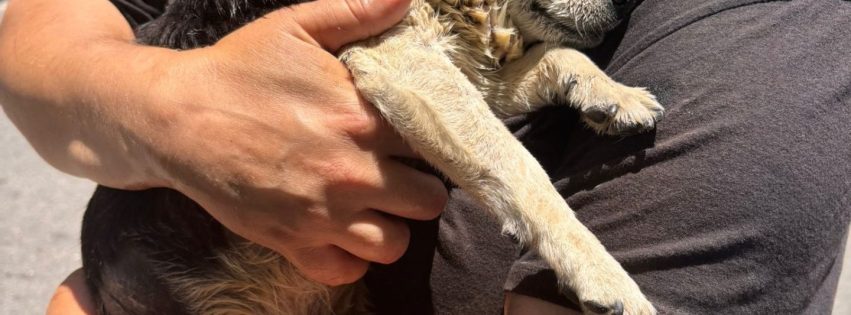 Perrito abandonado Perrito abandonado