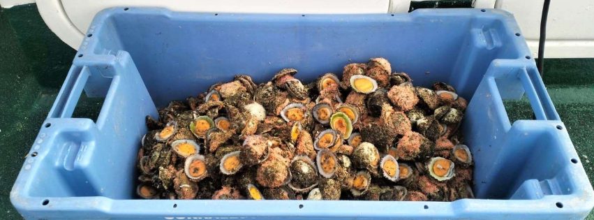 Pesca furtiva Pesca furtiva