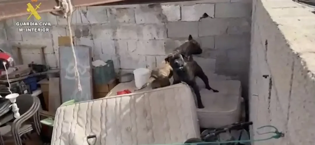 Presas Canarios Arrecife