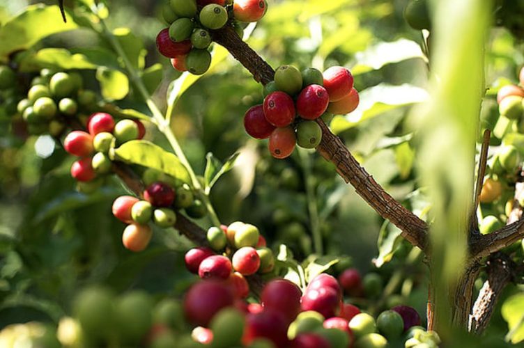 RECURSO CAFÉ DE AGAETE (1)