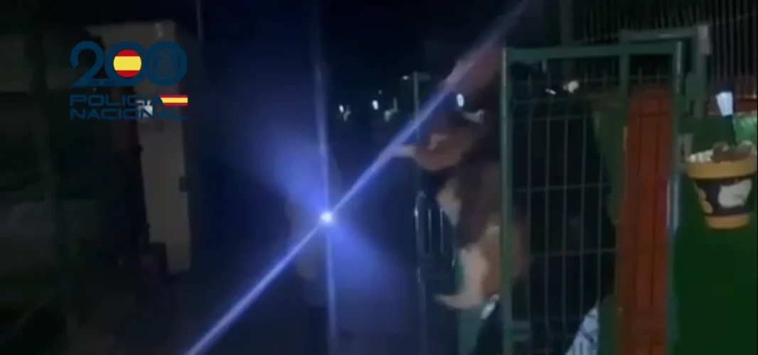 Rescate Perros En Ayagaures