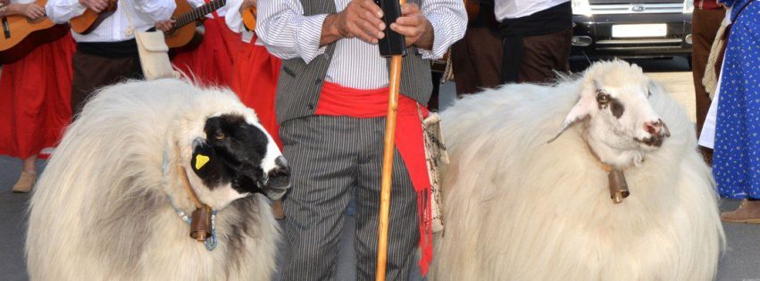 Romeria de San Antonio 2025Telde 4
