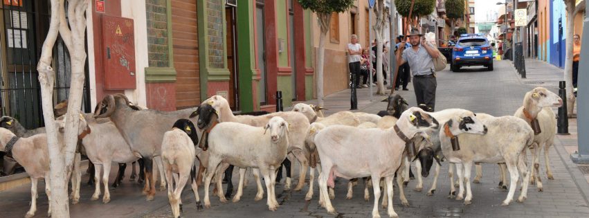 Romería de San Juan 2025 Telde 52