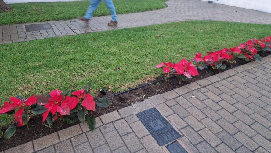 Vandalismo en Arucas