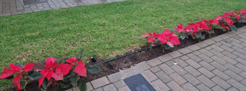 Vandalismo en Arucas