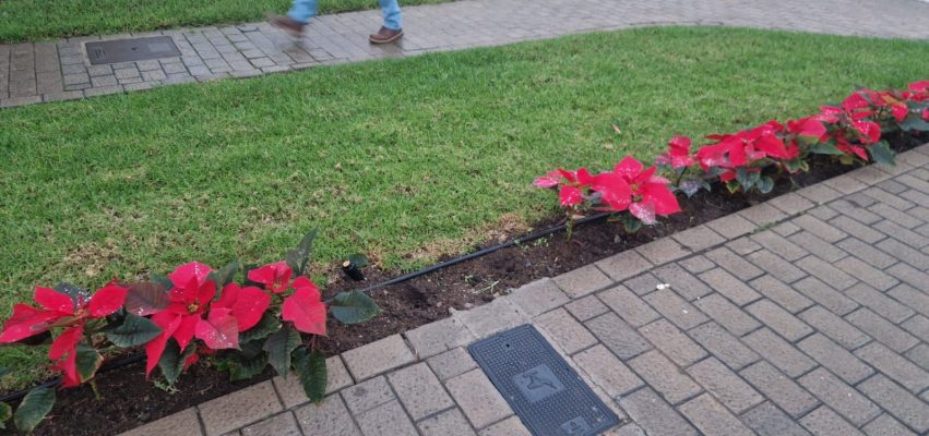 Vandalismo en Arucas