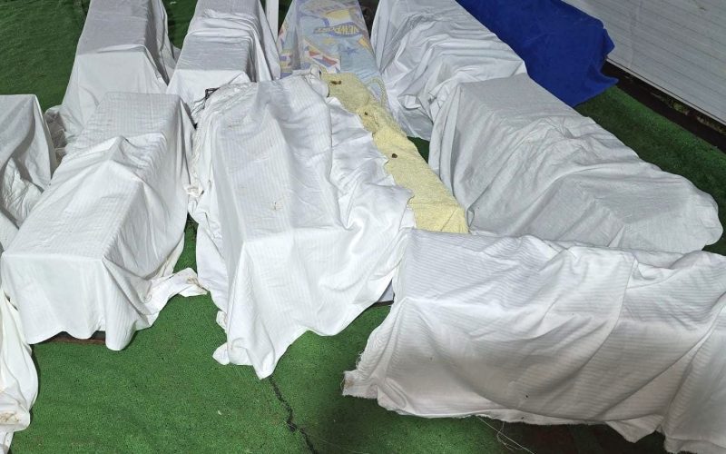 campaña esterilización gatos