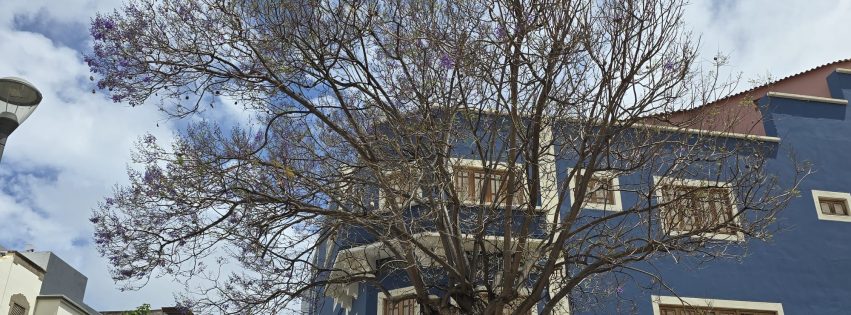 jacaranda2