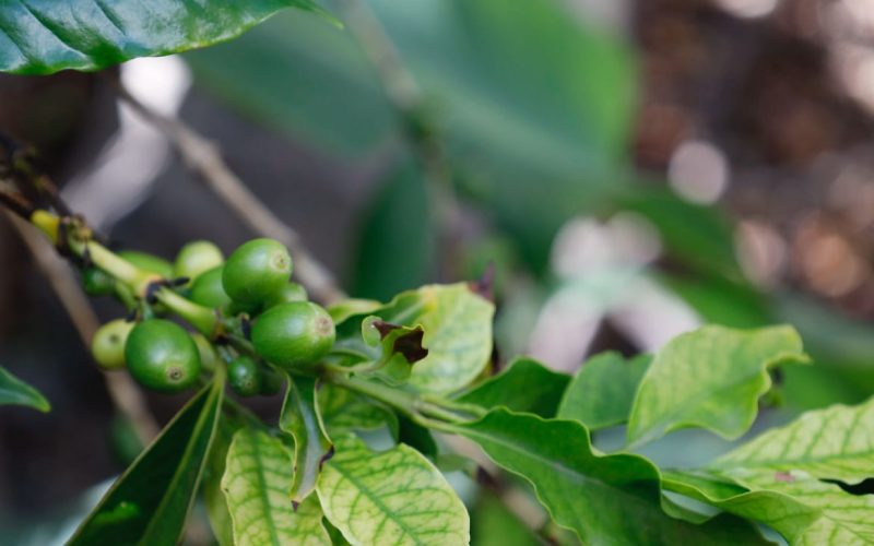 jornada técnica informativa agrícola centrada en el sector del café