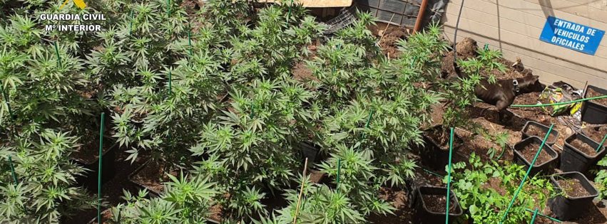 Plantación de Marihuana incautada Plantación de Marihuana incautada