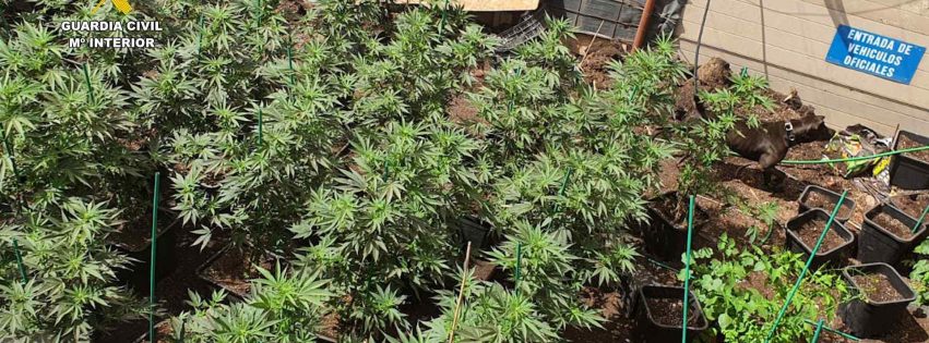 Plantación de Marihuana incautada