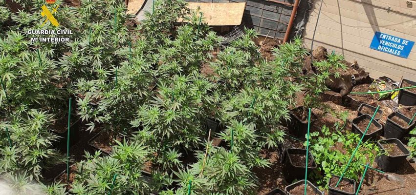 Plantación de Marihuana incautada