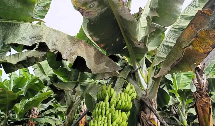 Platanera Afectada Por Una Plaga (1)