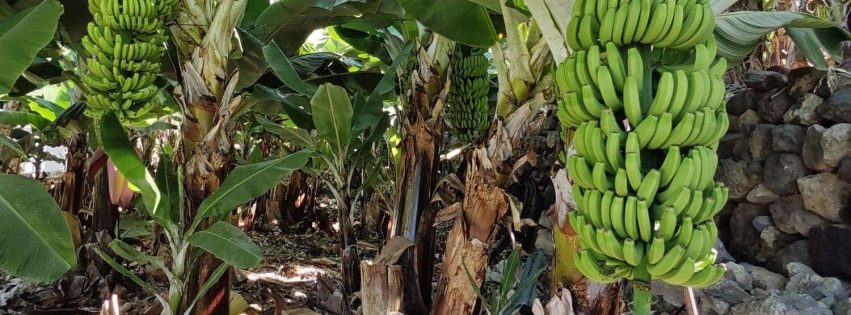 platanera de Canarias 2 2