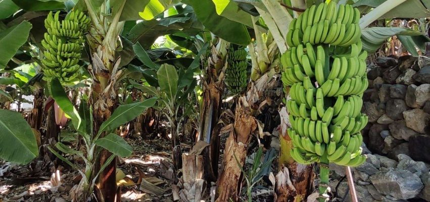 platanera de Canarias 2 2